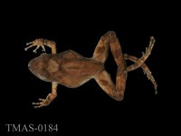 藏品(太田樹蛙)的圖片